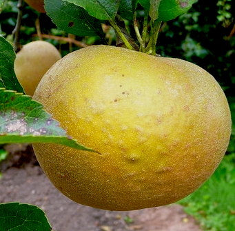 Early Golden Russet Apple on P60 Rootstock