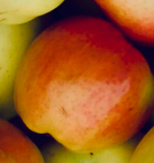 Coulon Äpple på Antonovka Grundstam - Malus Domestica 'Coulon'