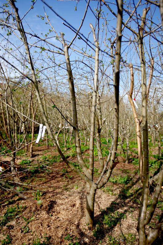 Belle de Boskoop II – Stort Äppleträd