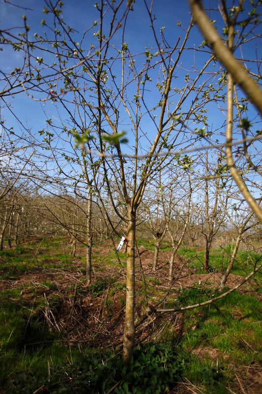 Astrakan (Nr.5) – Stort Äppleträd
