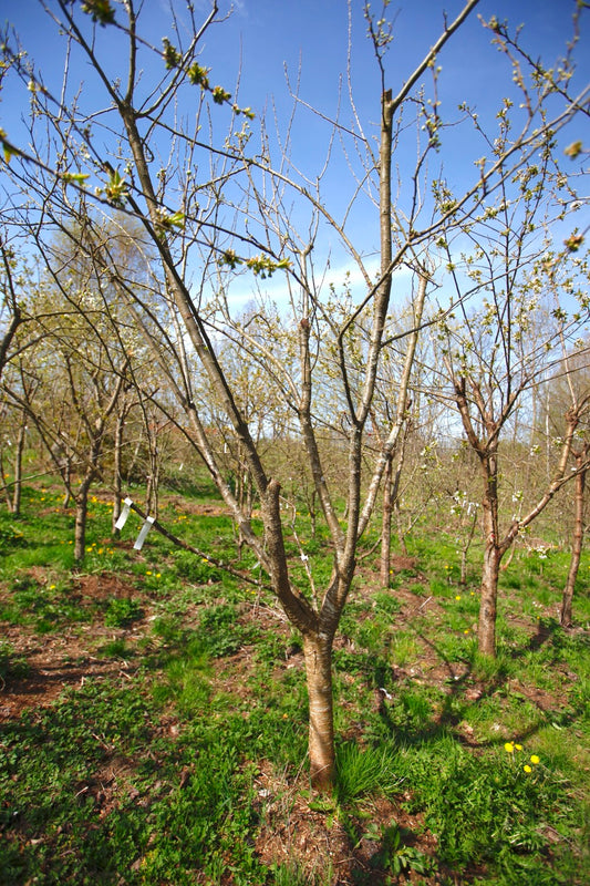Bonne De Bry I – Stort Plommonträd