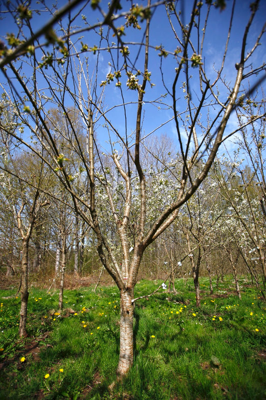Bonne De Bry II – Stort Plommonträd