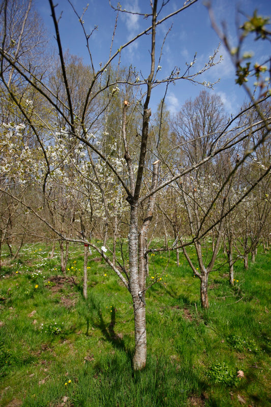 Bonne De Bry IV – Stort Plommonträd