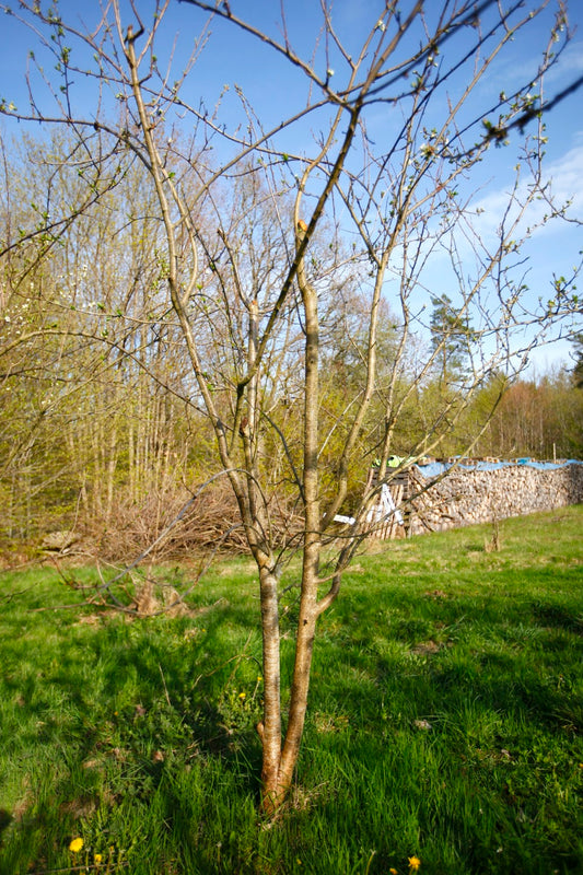 Bornholmskt Jätteplommon II – Stort Plommonträd