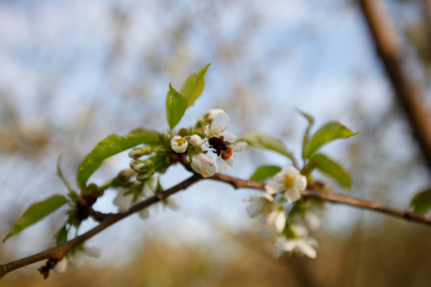Large Black Bigarrå III – Large Cherry Tree