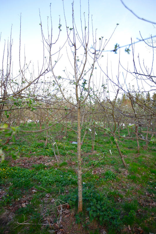 Astrakan (Nr.MOF.1) – Stort Äppleträd