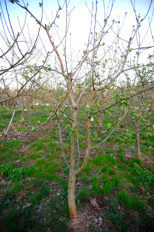 Astrakan (Nr.MOF.2) – Stort Äppleträd