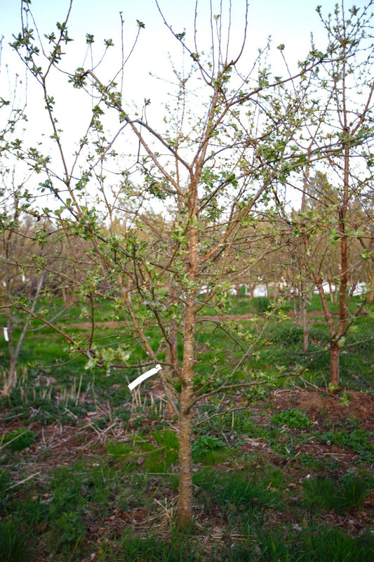 Astrakan (Nr.MOF.4) – Stort Äppleträd