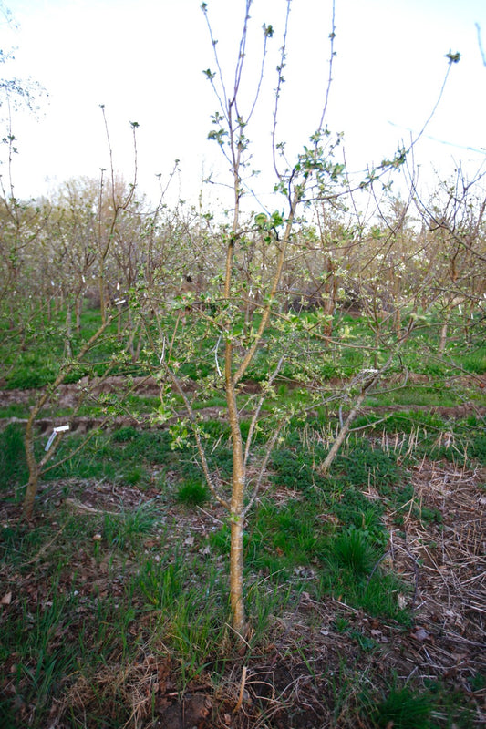 Astrakan (Nr.MOF.5) – Stort Äppleträd