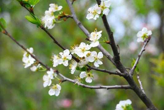 Althans Reine Claude Prune - Prunus Domestica 'Althans Reine Claude'