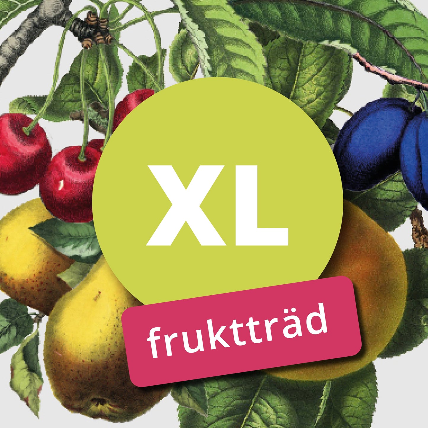 Dronning Louise – Stort Äppleträd - Malus Domestica 'Dronning Louise'