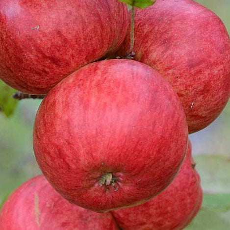 Brown's Apple on P60 Rootstock