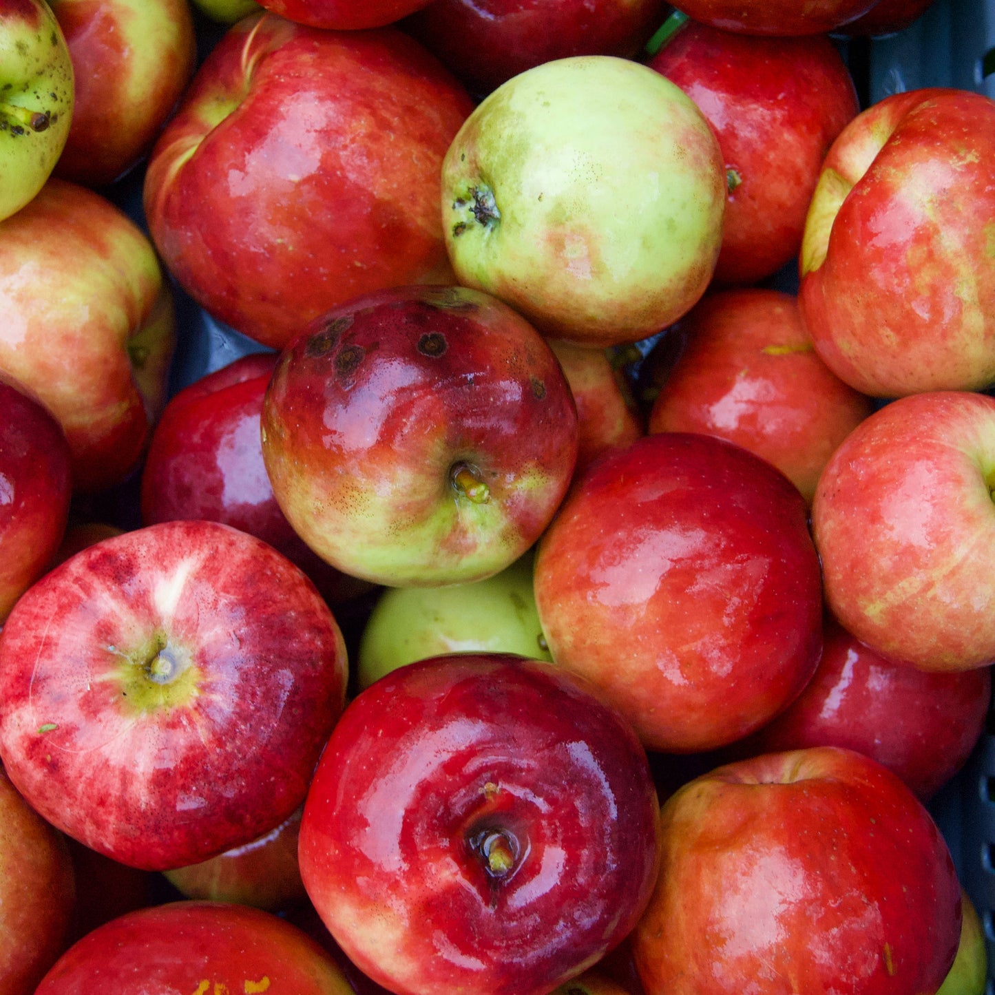 Spartan Äpple on P60 Rootstock