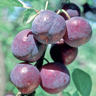 Bonne de Bry Plum