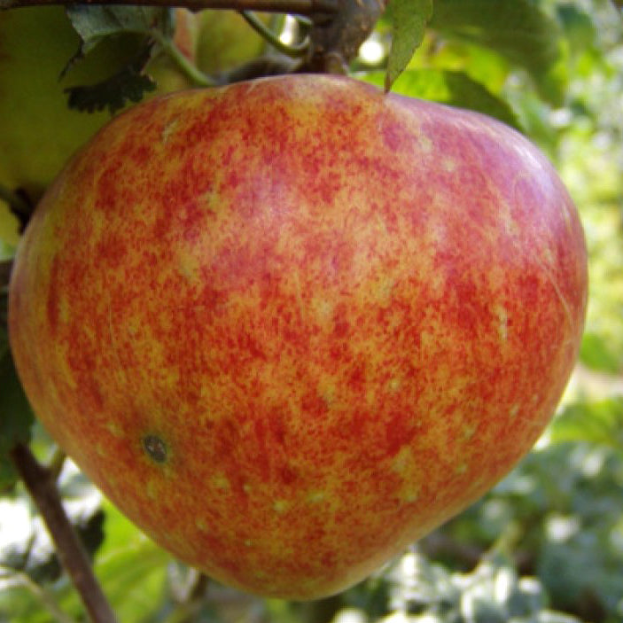 Brændekilde Apple on P60 Rootstock