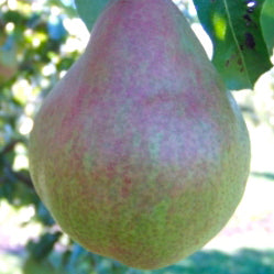 Doyenné du Comice Poire