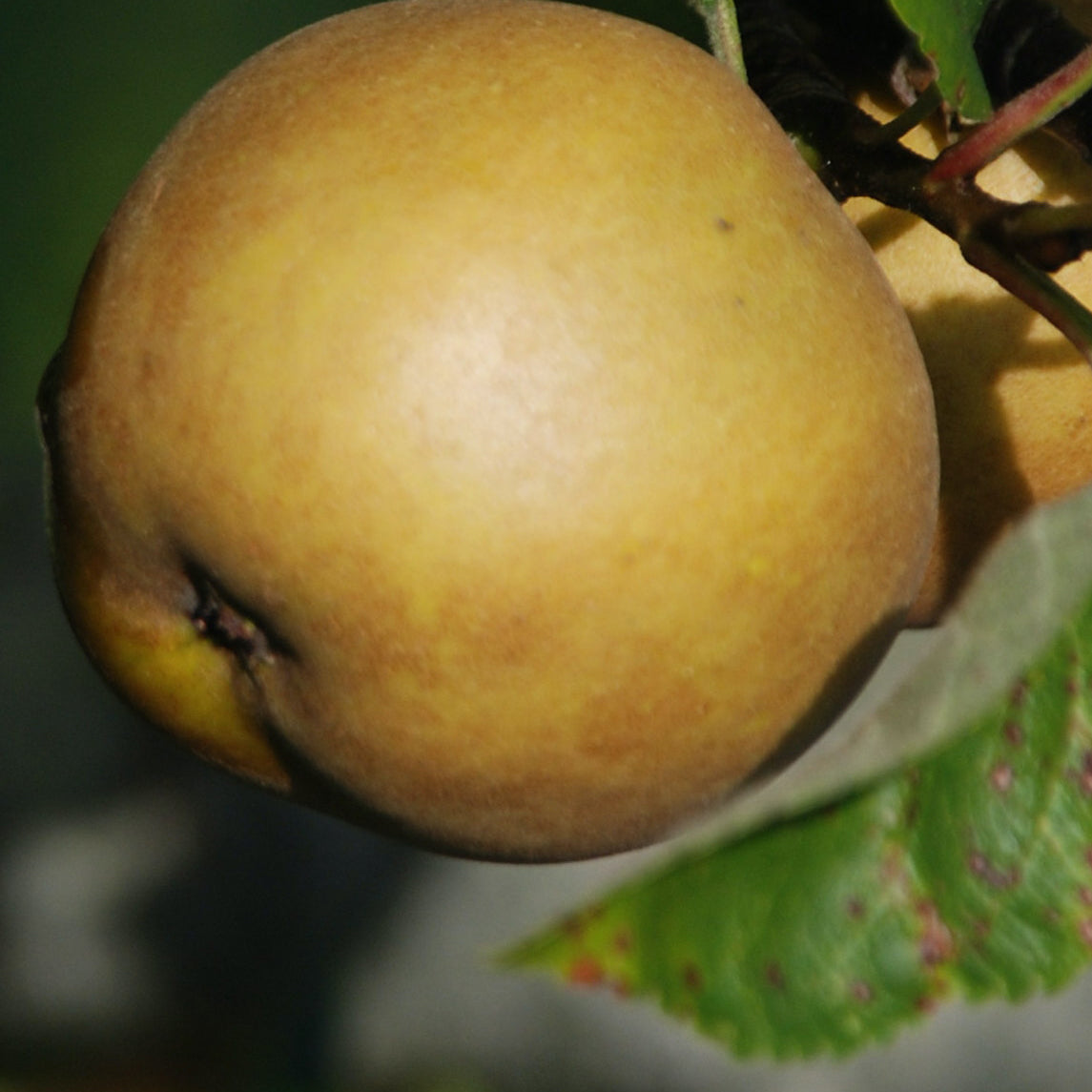 Early Golden Russet Apple on P60 Rootstock