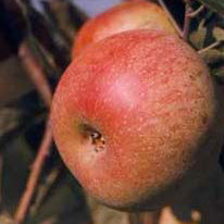 Foxwhelp Cider Apple on MM106 Rootstock