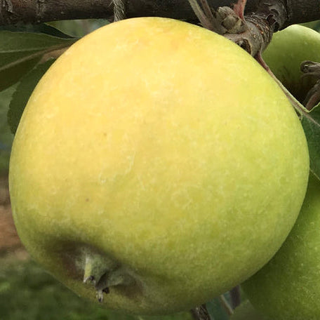 Michelin Apple on P60 Rootstock