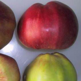 Tom Putt cider