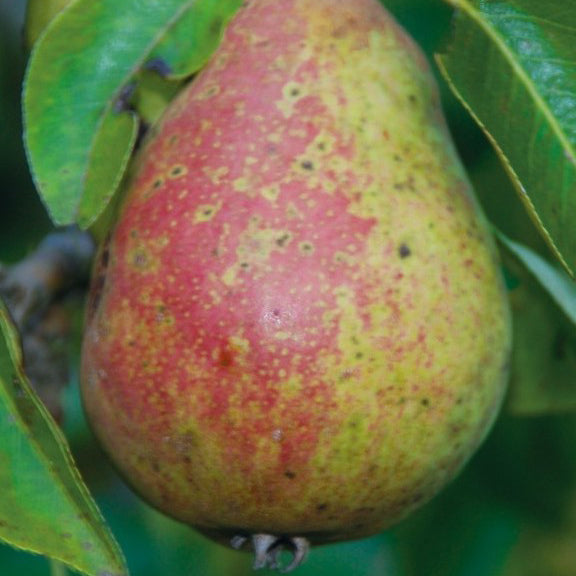 Williams Pear (Williams Bon Chrétien)