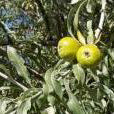 Hängande Silverpäron Poire (Weeping Silver Leaved Pear)