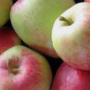 Anna Apple