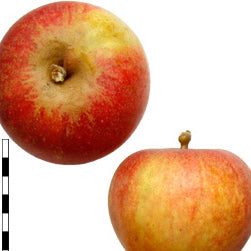 Antonius Apple on P60 Rootstock