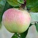 Antonovka Apple
