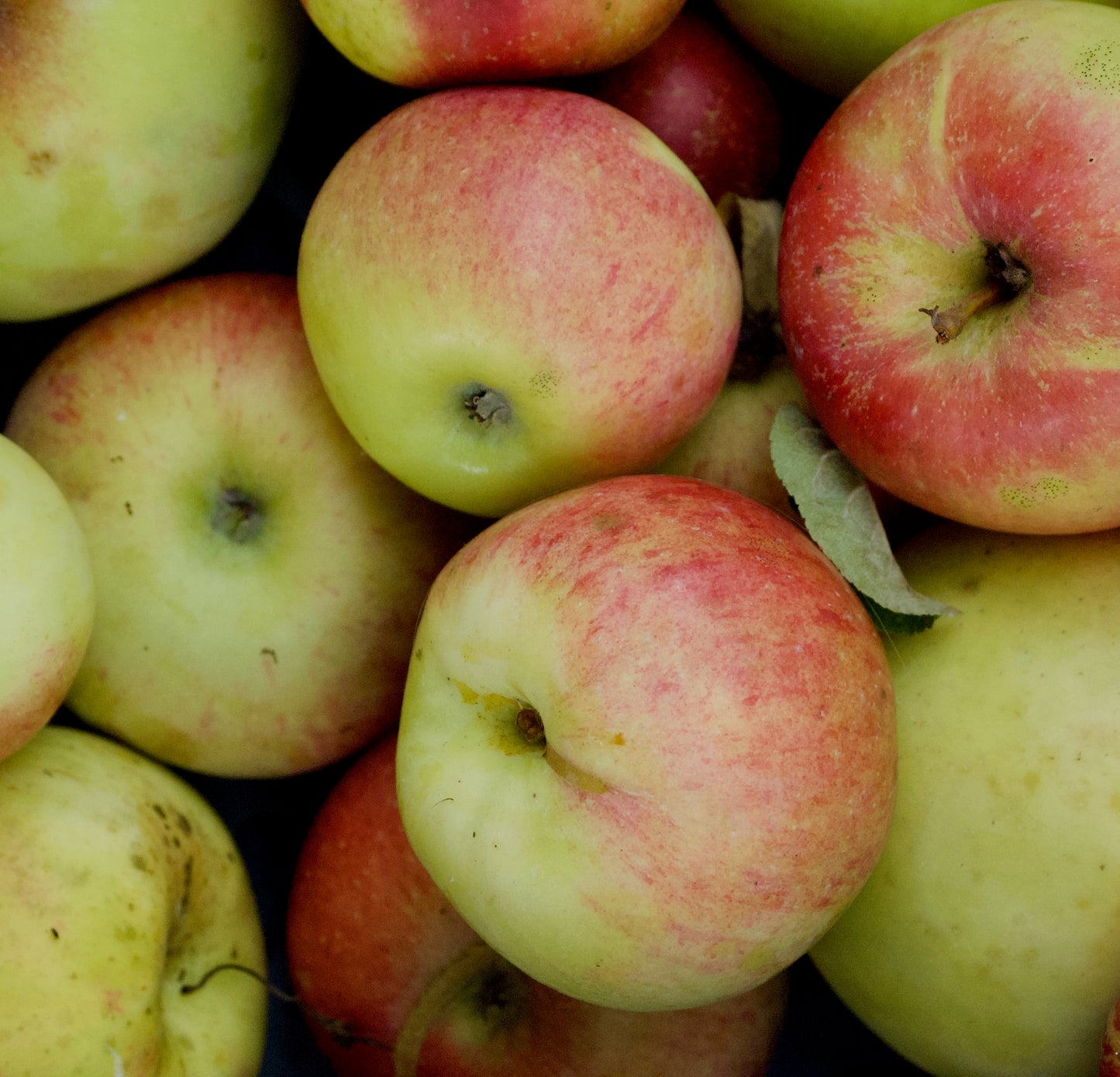 Aroma (No.MOF.8) – Big Apple Tree