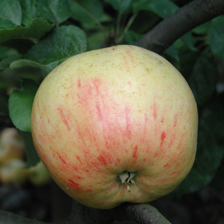 Arreskov Apple on P60 Rootstock