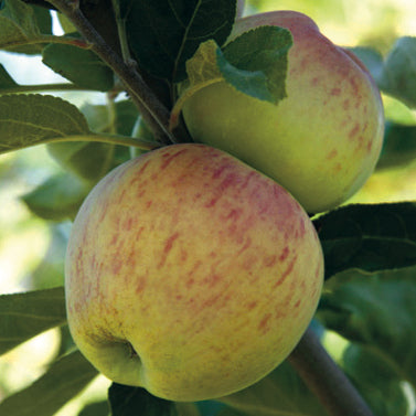 Astrakan (White) Apple
