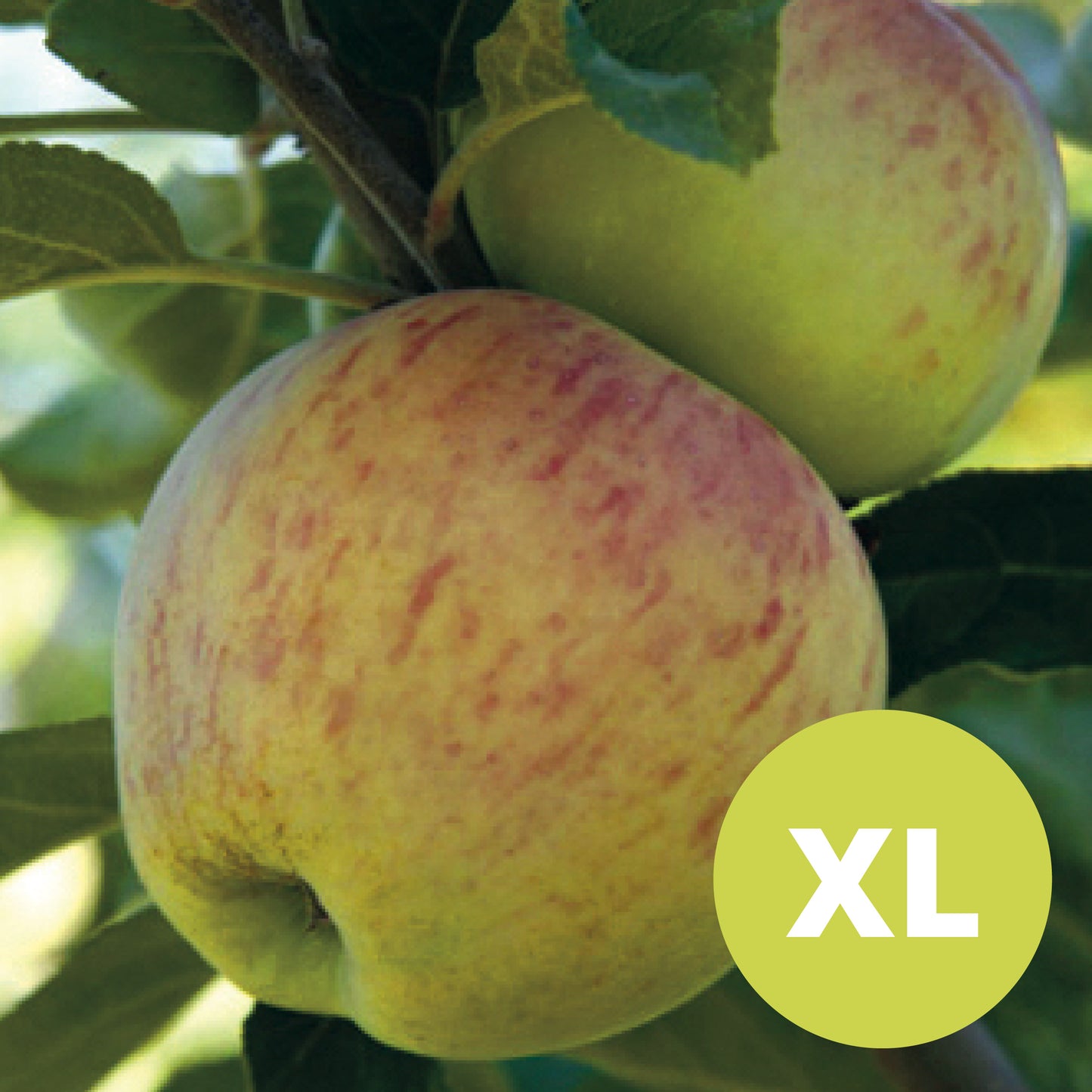 Astrakhan – Large Apple Tree
