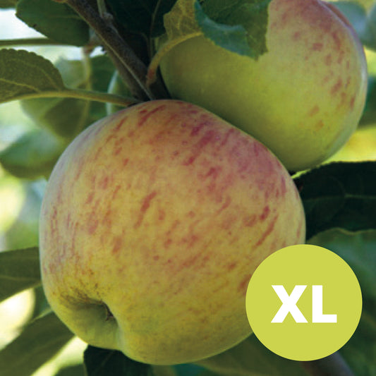 Astrakhan – Grand pommier