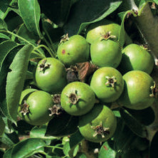Bambinella Poire