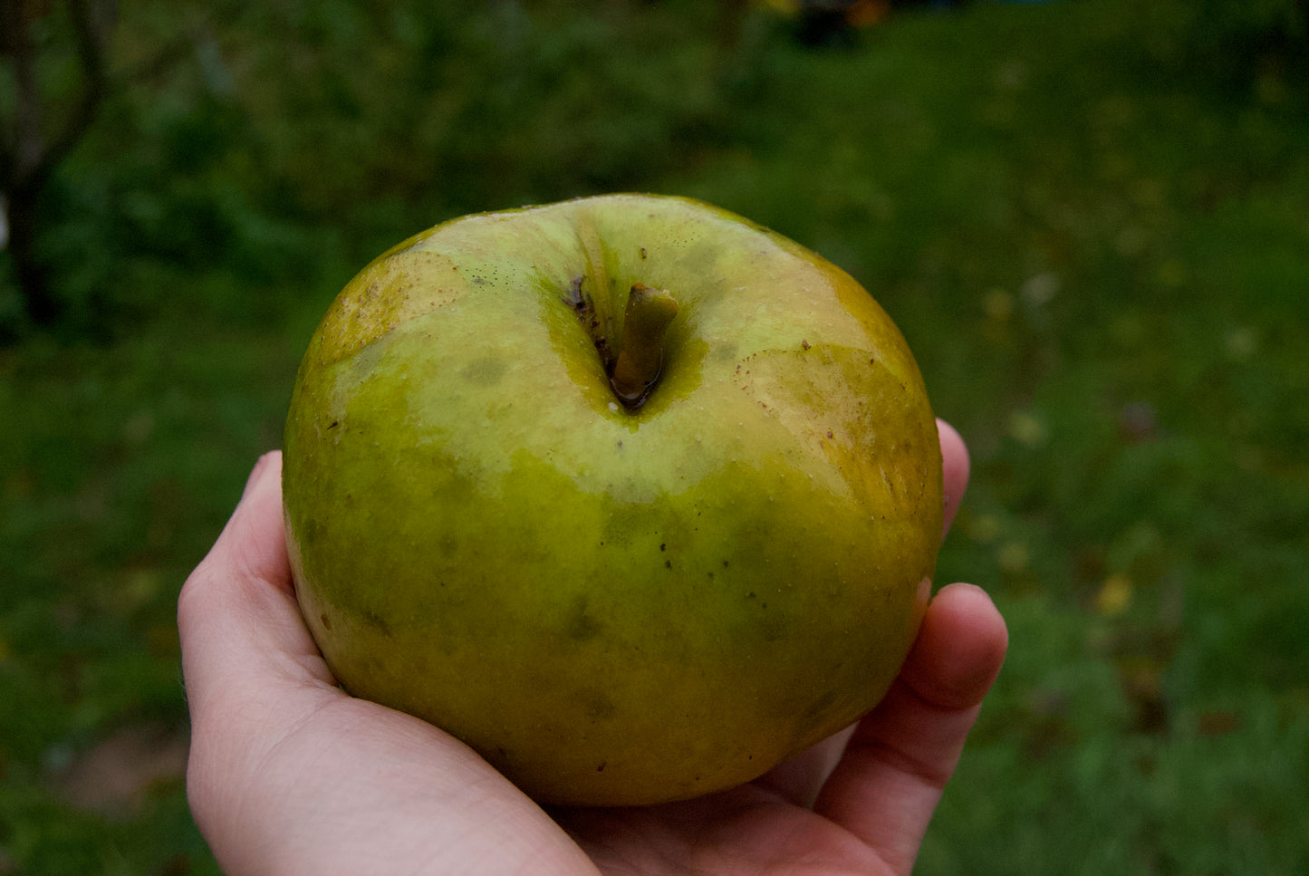 Belle de Boskoop Apple on P60 Roostock
