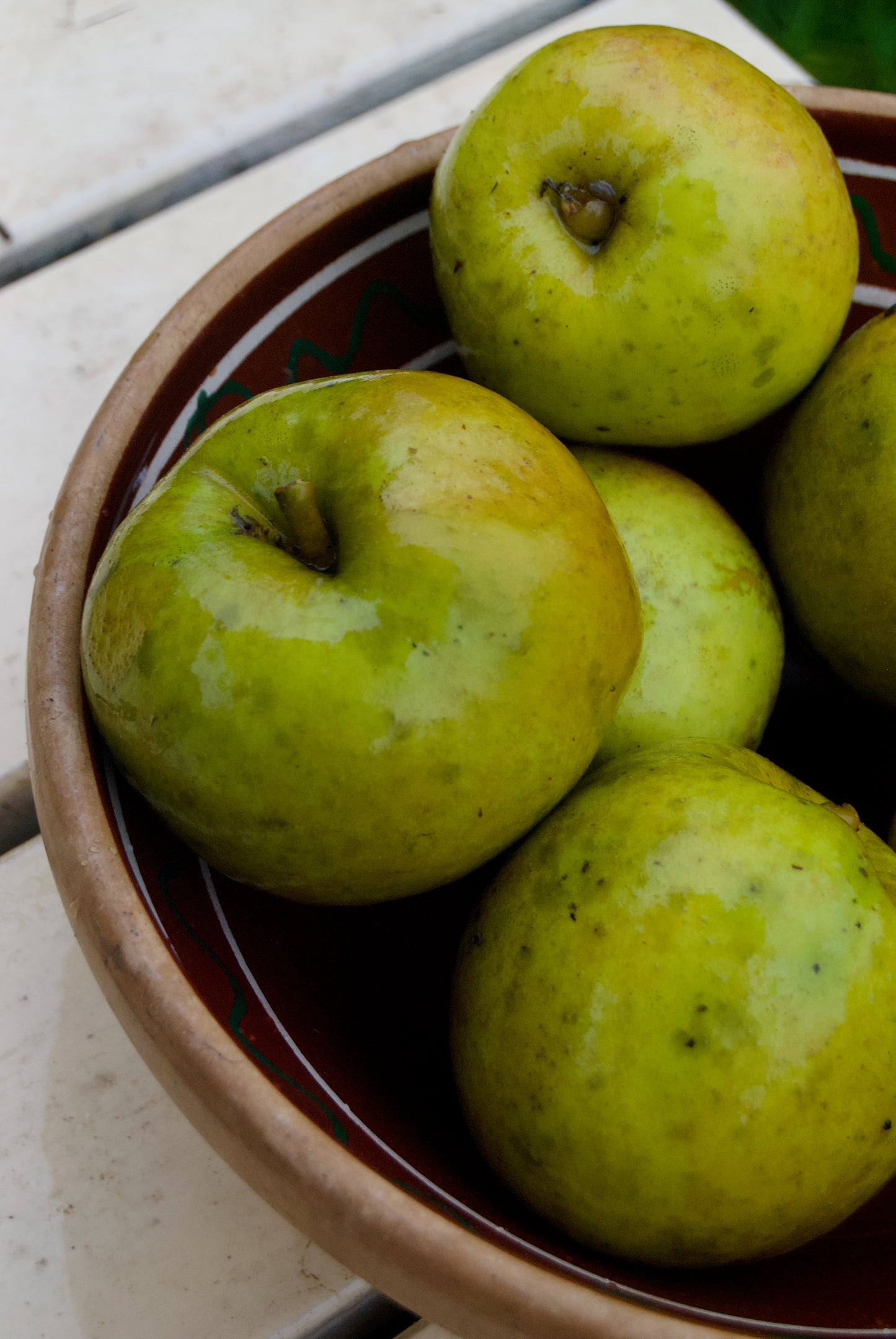 Belle de Boskoop Apple on P60 Roostock