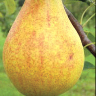 Clapps Favorite Poire