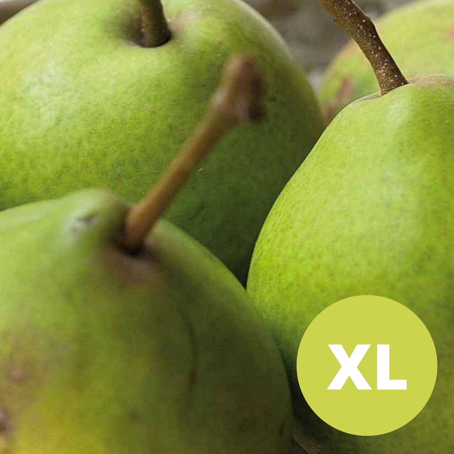 Clara Frijs – Large Pear Tree