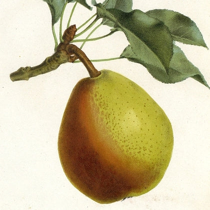 Coloreé de Julliet Poire