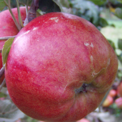 Danziger Kant Apfel auf P60 Wurzelstock