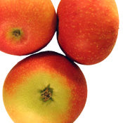 Pomme Discovery sur porte-greffe P60 - Malus Domestica 'Discovery'