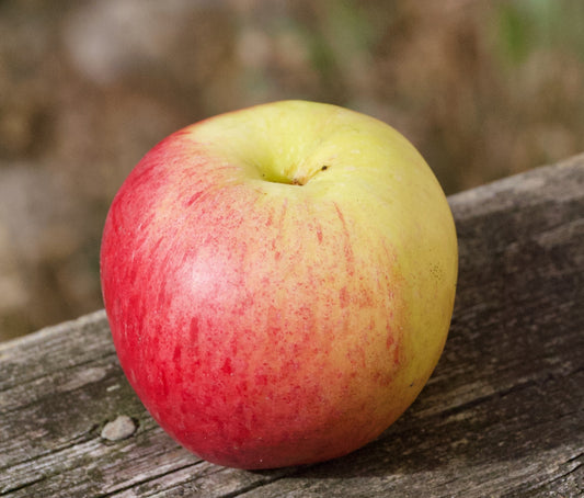 Ellis Bitter Apfel auf P60 Wurzelstock