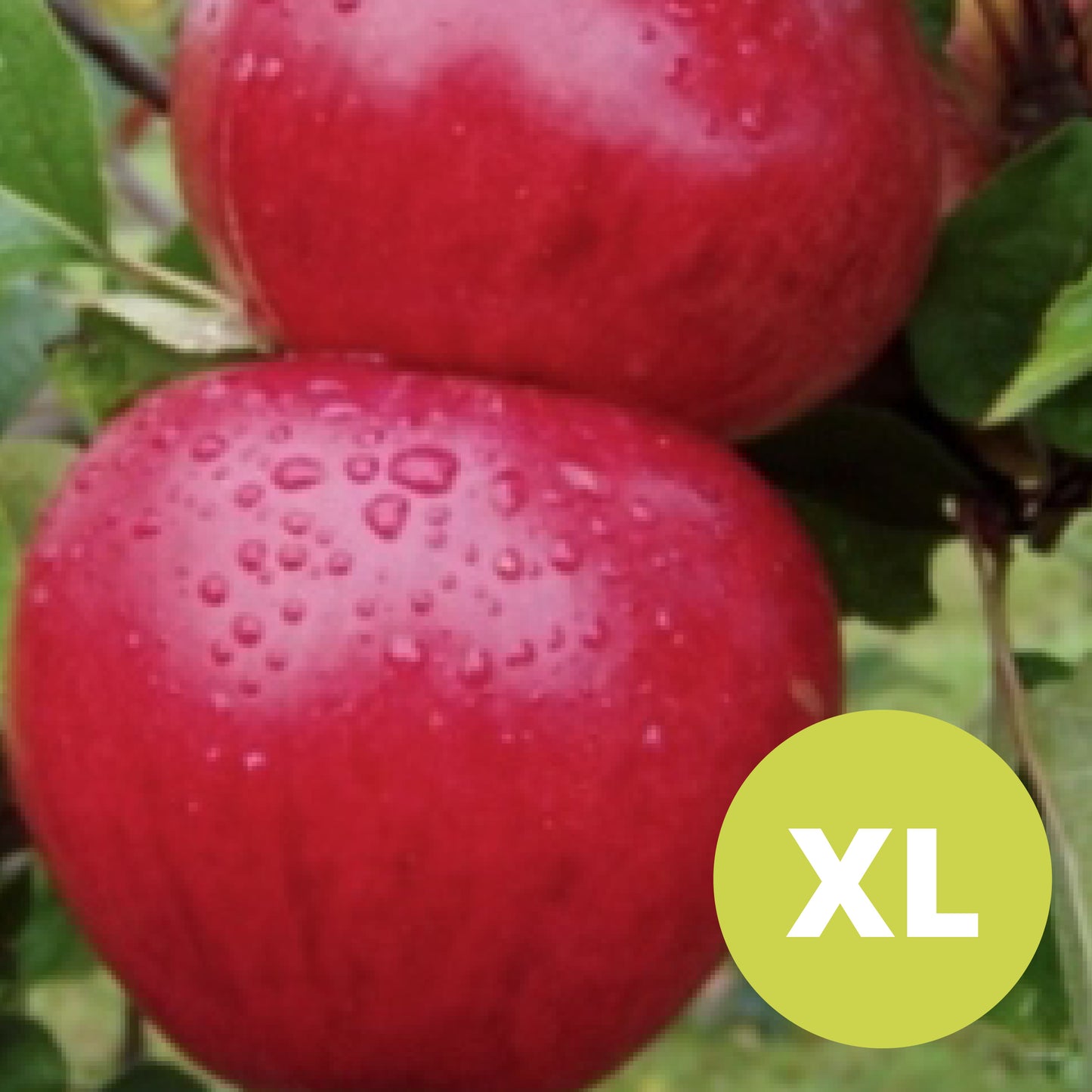 Elli's Bitter – Big Apple Tree