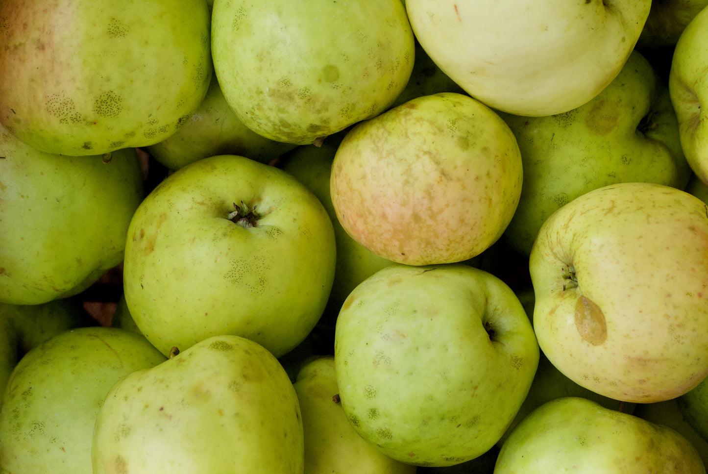 Fillippa Apple