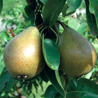 Gråpäron Poire