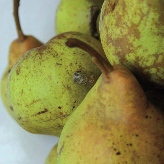 Hoechfeine Butterbirne Poire (Beurré Superfin)