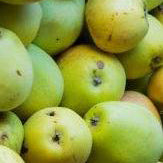 Kansler Apfel auf P60 Wurzelstock