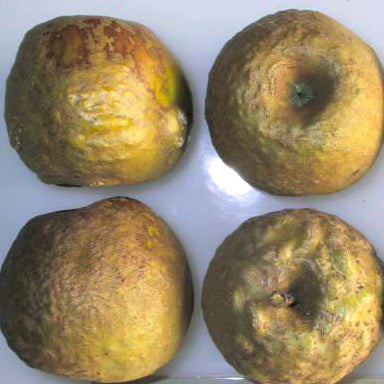 Knobby Russet Apfel auf P60 Wurzelstock