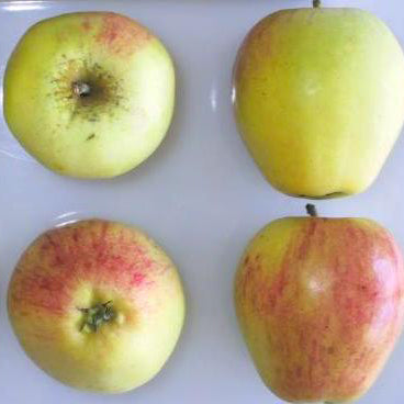 Major Cider Apple on P60 Rootstock